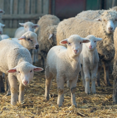 吉林某綿羊養殖場